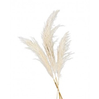 Tige pampa naturelle 100/135cm