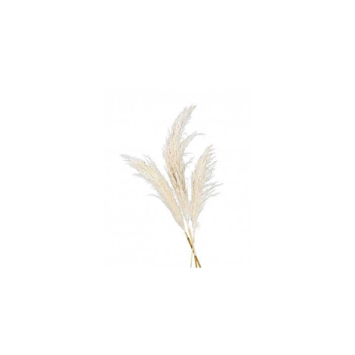 Tige pampa naturelle 100/135cm