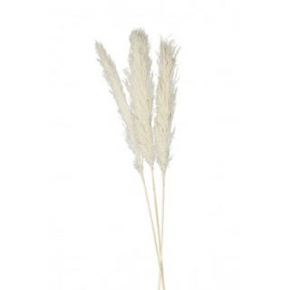 Tige pampa naturelle 65/75cm