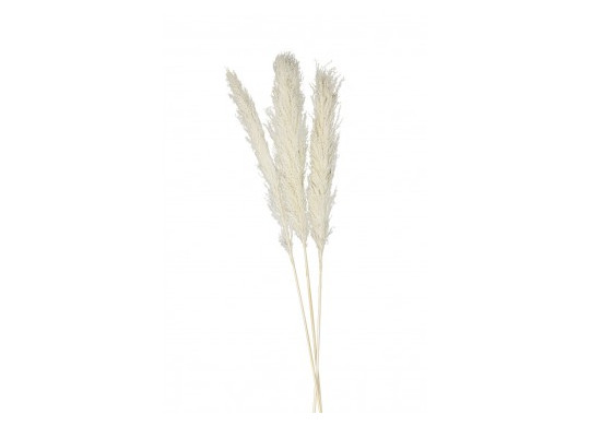 Tige pampa naturelle 65/75cm Tige pampa naturelle 65/75cm