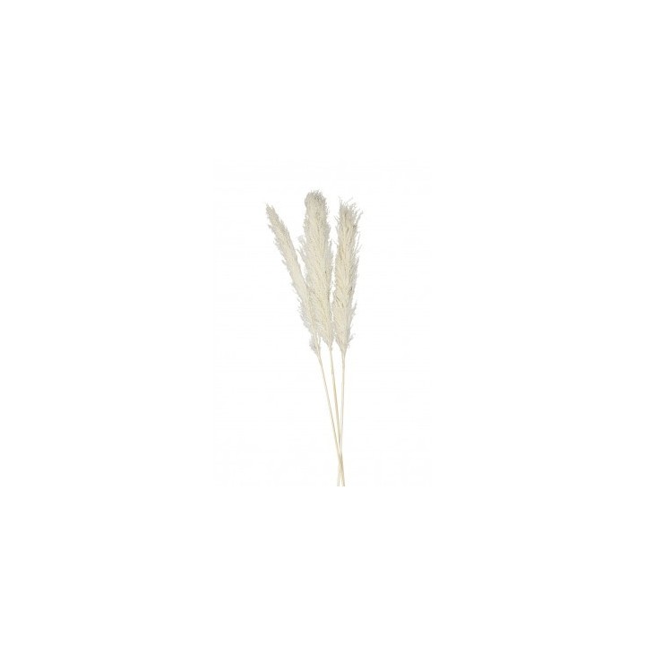 Tige pampa naturelle 65/75cm