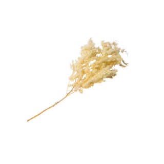 Bouquet mini plumeaux séché naturel