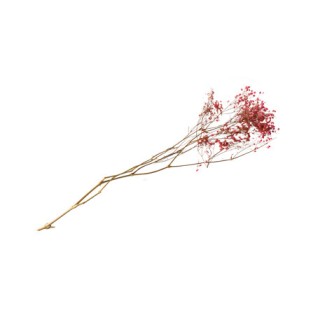 Bouquet gypsophile séché rose