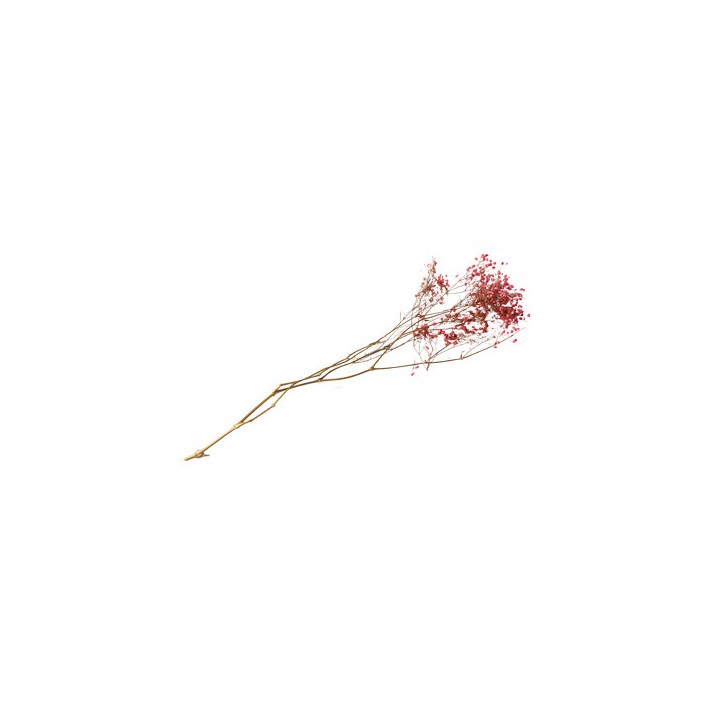 Bouquet gypsophile séché rose