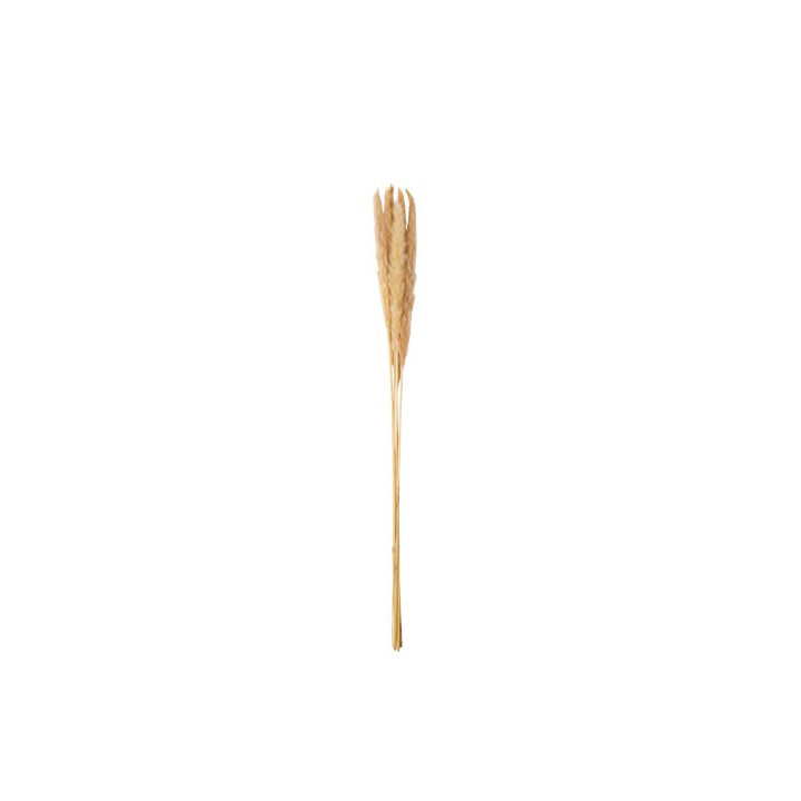 Epis de plumeaux naturel x6