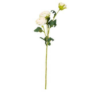 Renoncules crème 50cm