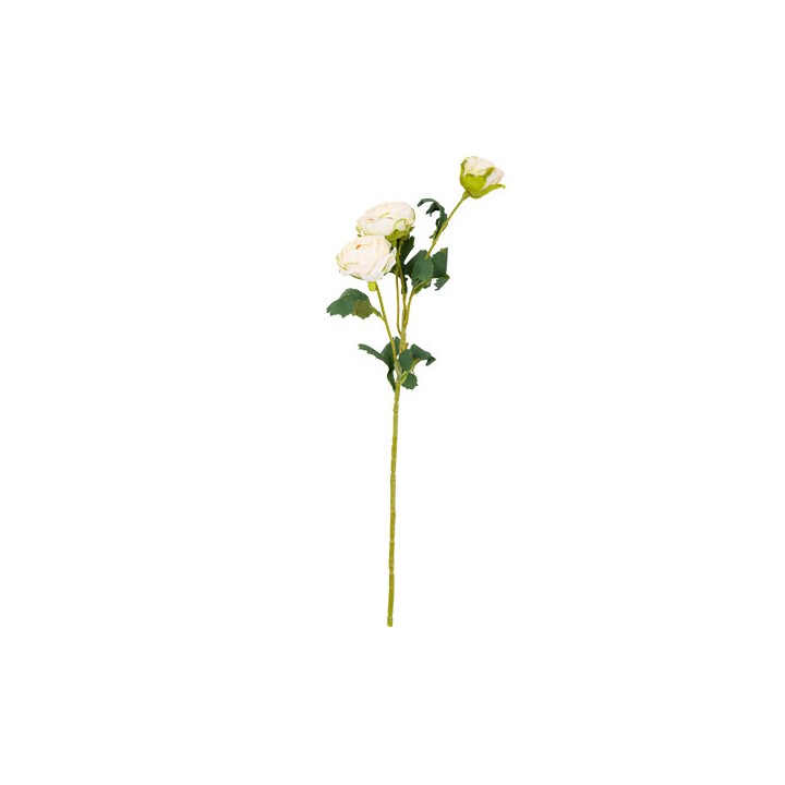 Renoncules crème 50cm