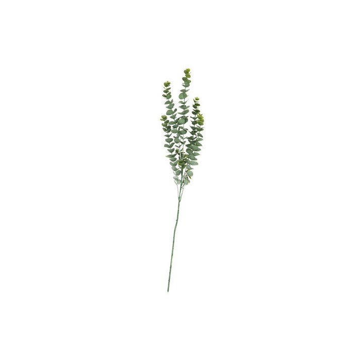 Branche eucalyptus blanchi 83cm