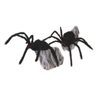 Araignée bondissante