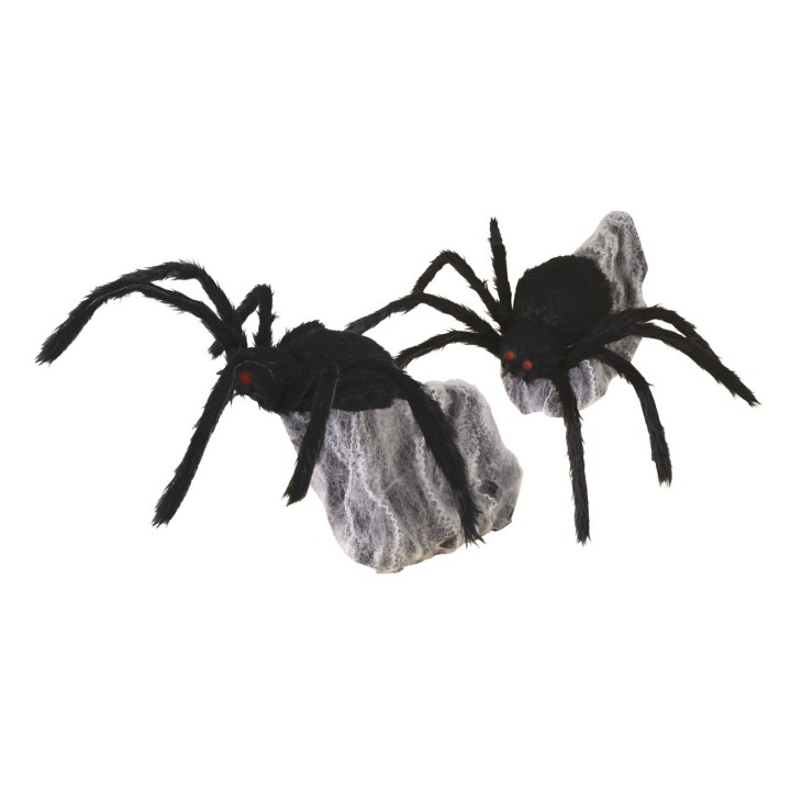Araignée bondissante