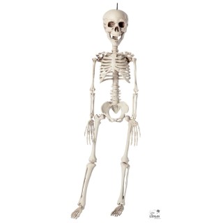 Squelette plastique 76cms