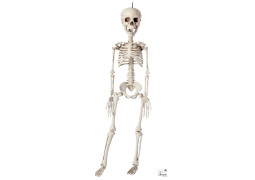 Squelette plastique 76cms