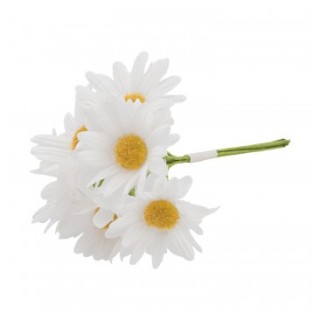 Bouquet 6 marguerites blanches