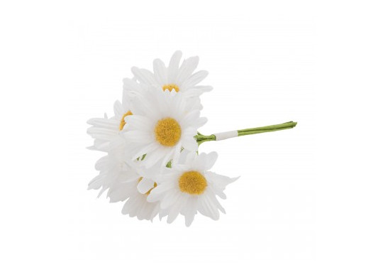 Bouquet 6 marguerites blanches