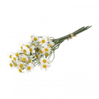 Bouquet marguerites blanches