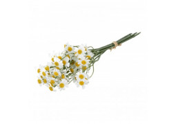 Bouquet marguerites blanches