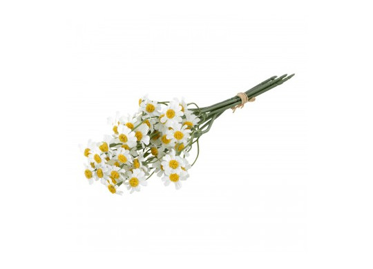 Bouquet marguerites blanches