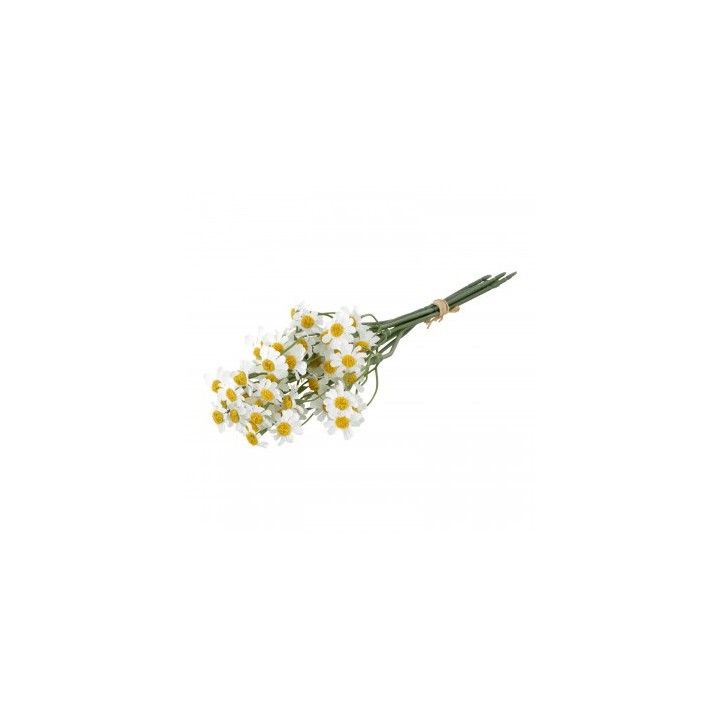 Bouquet marguerites blanches
