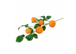 Branche de 5 mandarines