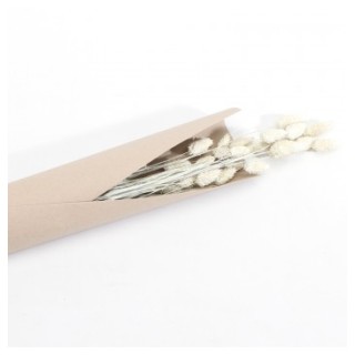 Phalaris blanc
