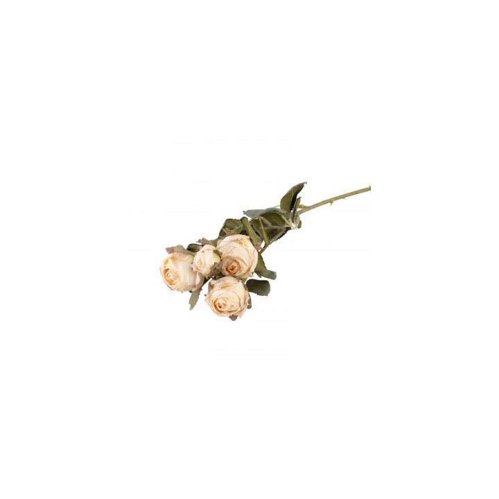 Tige 5 roses ivoires effet seche