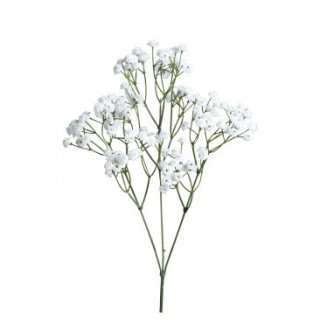Gypsophile sur tige