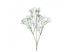 Gypsophile sur tige