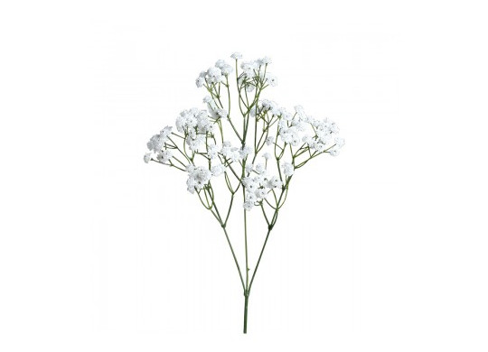 Gypsophile sur tige