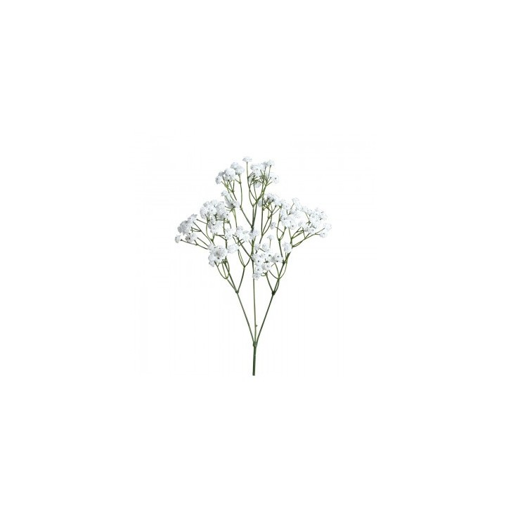 Gypsophile sur tige