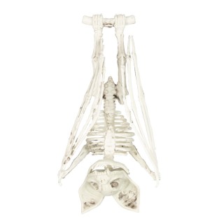Squelette chauve souris 27cms