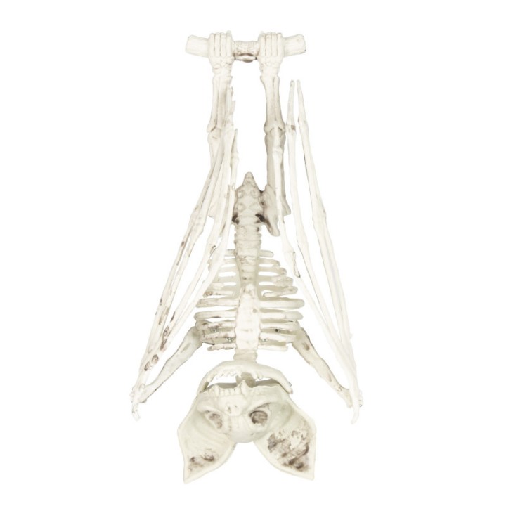 Squelette chauve souris 27cms