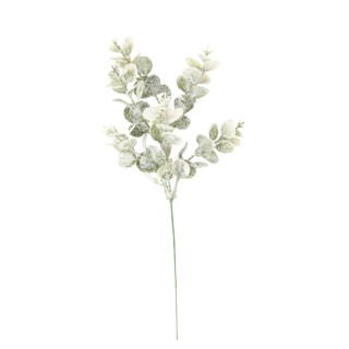 Branche eucalyptus enneigé