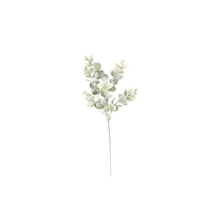 Branche eucalyptus enneigé