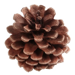 Pomme de pin 5cms x10