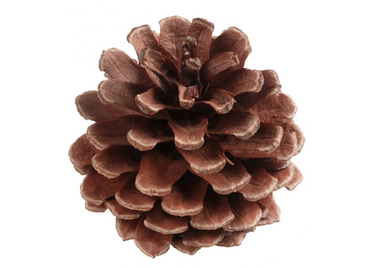 Pomme de pin 5cms x10