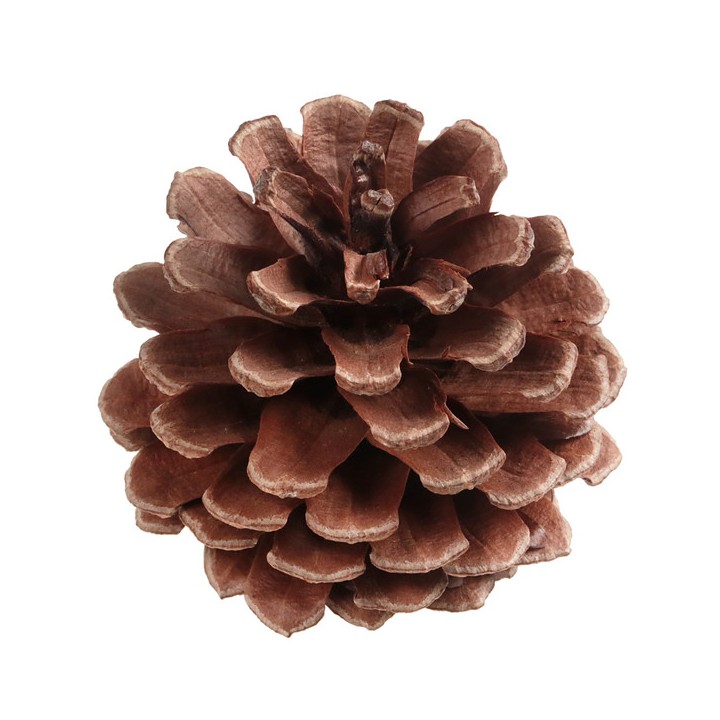 Pomme de pin 5cms x10