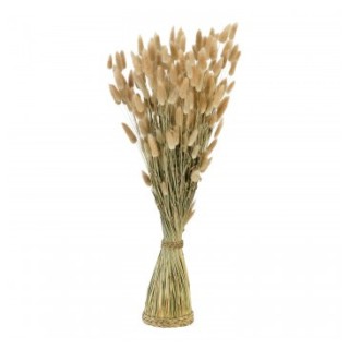 Botte lagurus naturel