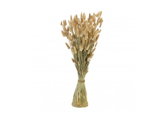 Botte lagurus naturel