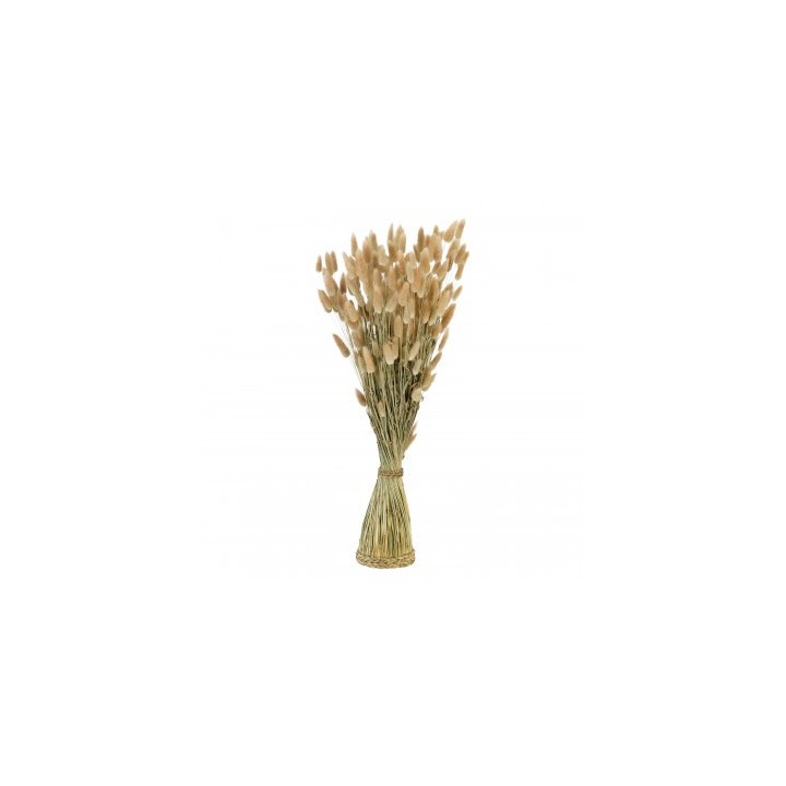 Botte lagurus naturel