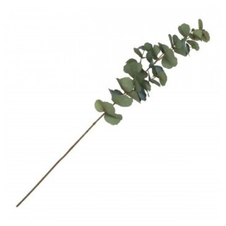 Tige eucalyptus bourgeon