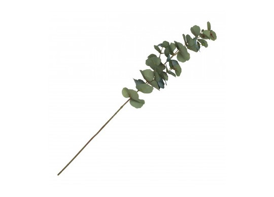 Tige eucalyptus bourgeon