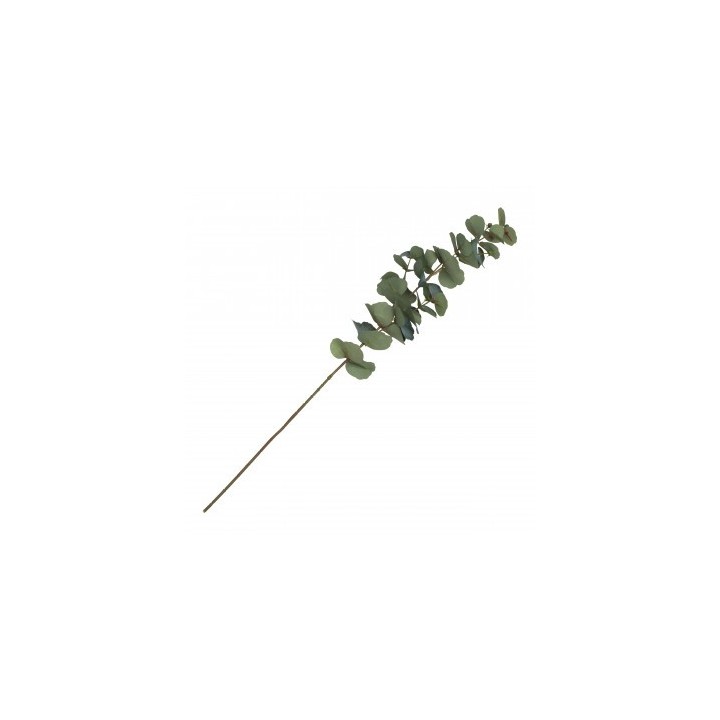 Tige eucalyptus bourgeon