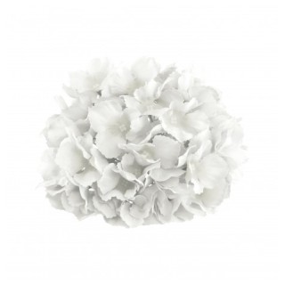 Tete hortensia blanche