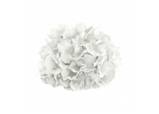Tete hortensia blanche