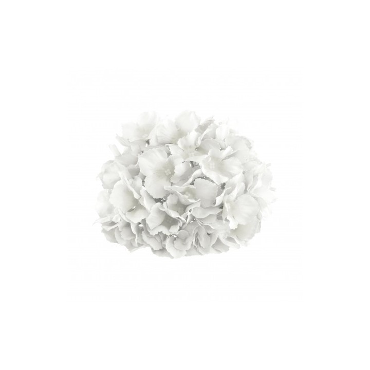 Tete hortensia blanche