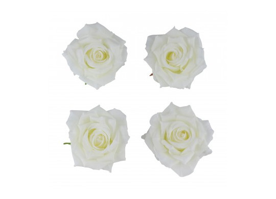 Tete rose ivoire 10cms