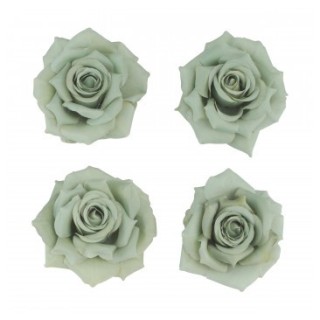 Tete rose vert sauge 10cms