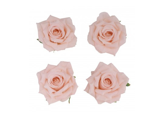 Tete rose pêche 10cms