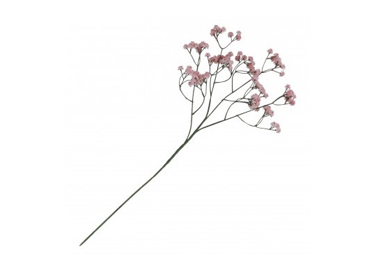 Gypsophile rose sur tige