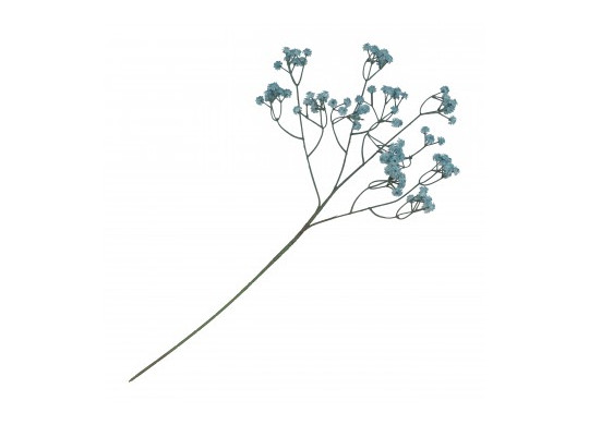 Gypsophile bleu sur tige